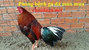 phòng bệnh gà đá mùa mưa