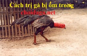 trị gà bị ốm trong