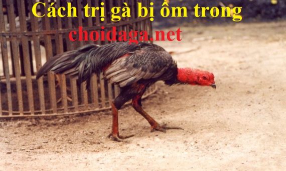 trị gà bị ốm trong