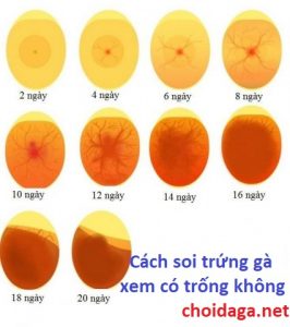 cách soi trứng gà 