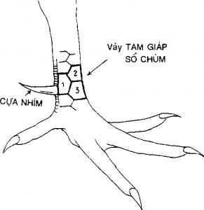 Vảy tam giáp sổ chùm