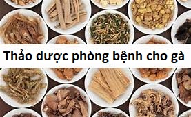 phòng bệnh cho gà bằng thảo dược