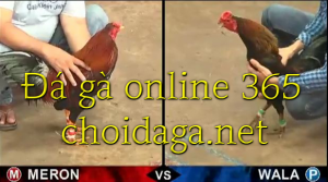 đá gà online 365