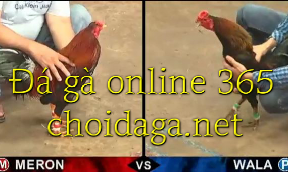 đá gà online 365