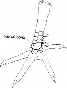 vảy cổ bồng