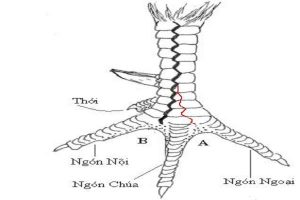 vảy gà áp khẩu