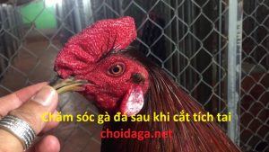 cắt tích gà đá cựa sắt