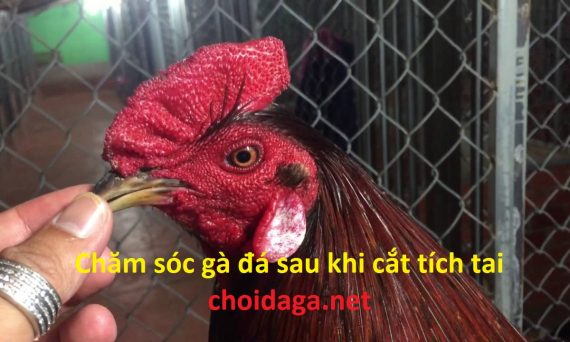 cắt tích gà đá cựa sắt