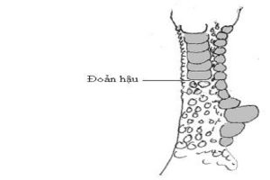 vảy đoản hậu