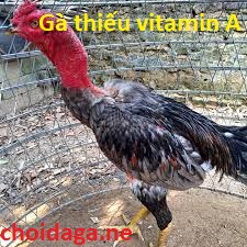 Gà thiếu vitamin A