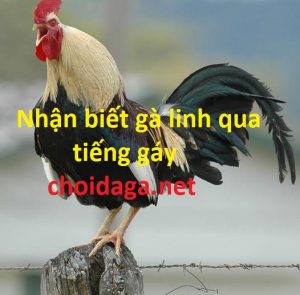 Nhận biết gà linh