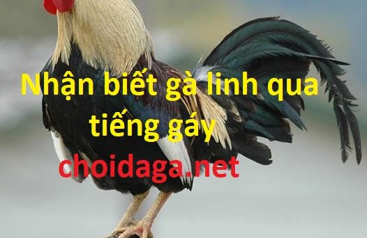 Nhận biết gà linh