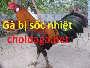 gà bị sốc nhiệt