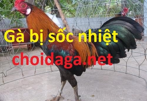 gà bị sốc nhiệt