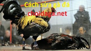 cách sửa gà