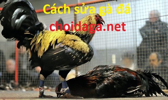 cách sửa gà