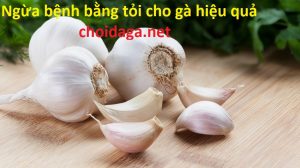 Ngừa bệnh cho gà bằng tỏi