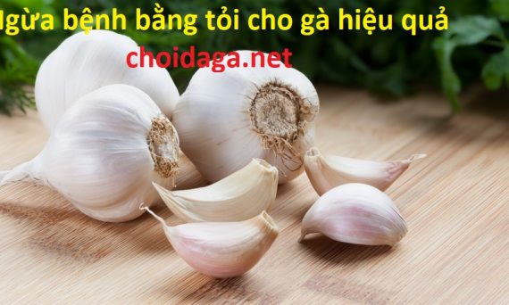 Ngừa bệnh cho gà bằng tỏi