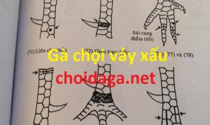 Gà chọi vảy xấu