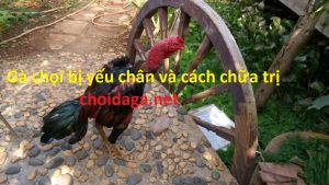 Gà chọi bị yếu chân