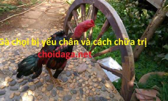 Gà chọi bị yếu chân