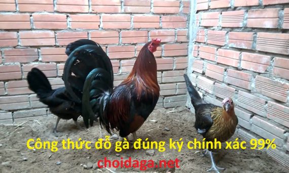 đỗ gà đúng ký