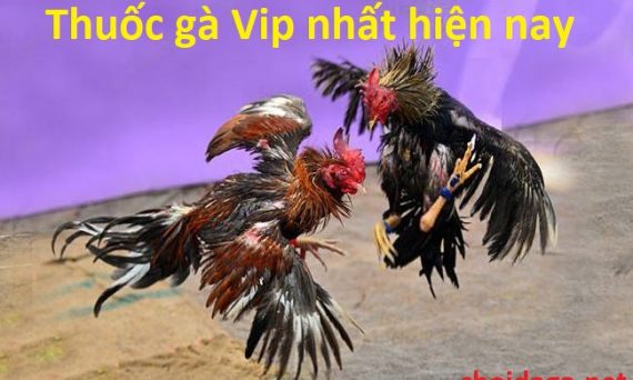 thuốc gà vip