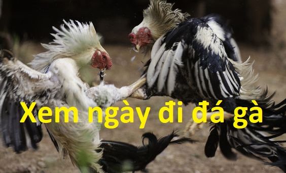 xem ngày đi đá gà