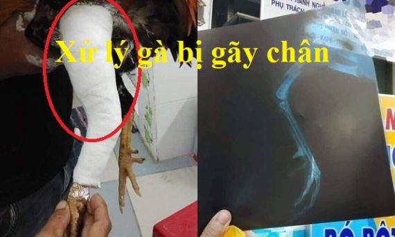 gà bị gãy chân