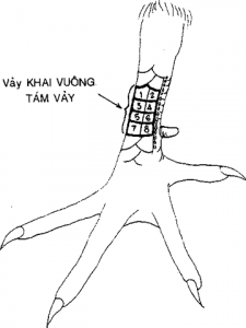 vảy khai vuông