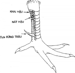 vảy khai hậu