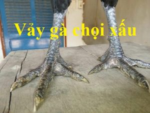 vảy gà chọi xấu