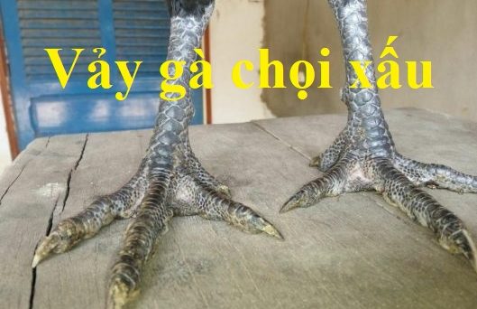 vảy gà chọi xấu