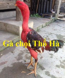 gà chọi thổ hà