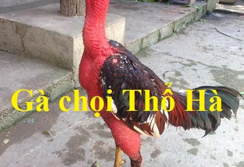 gà chọi thổ hà