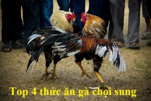 Thức ăn gà chọi sung