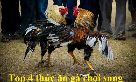 Thức ăn gà chọi sung