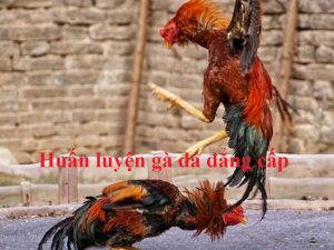 huấn luyện gà đá