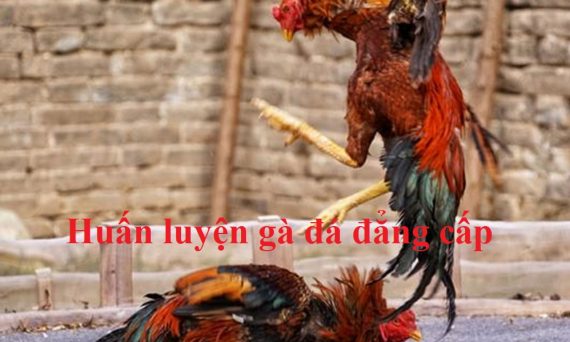 huấn luyện gà đá