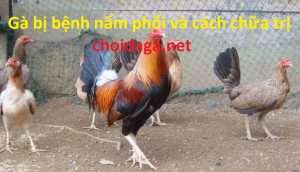 bệnh nấm phổi ở gà