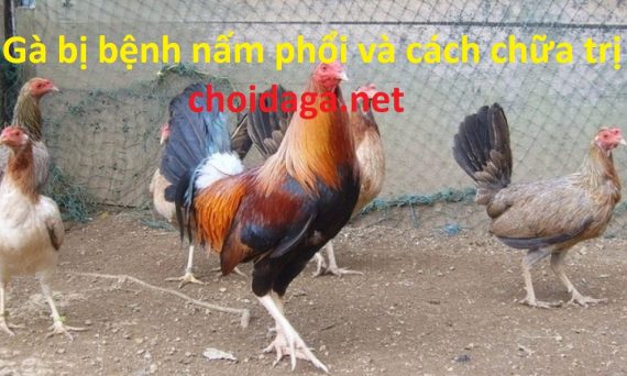 bệnh nấm phổi ở gà