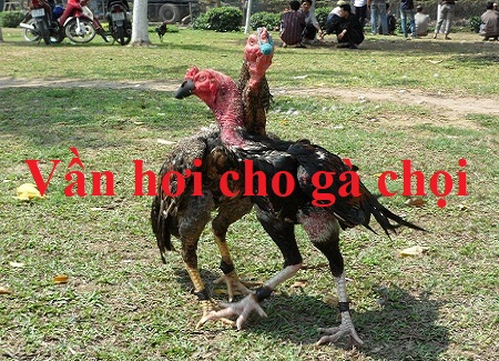 vần hơi cho gà