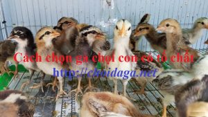 cách chọn gà con