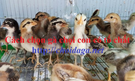 cách chọn gà con