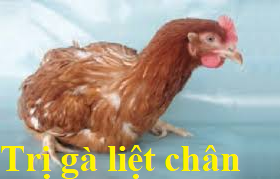 trị gà liệt chân