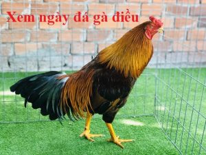 ngày đá gà điều