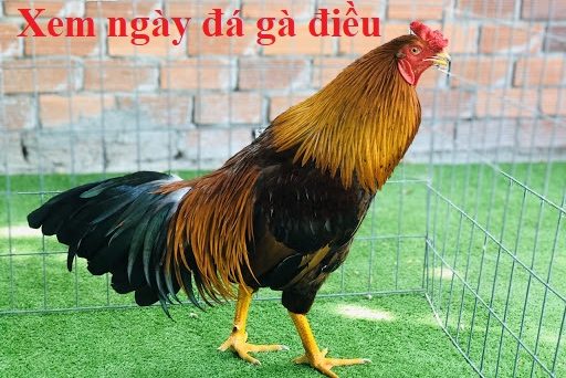 ngày đá gà điều