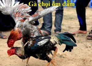 gà chọi ôm đấm