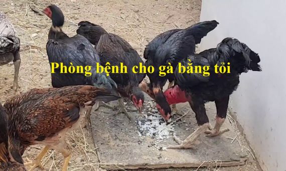 Phòng bệnh co gà bằng tỏi