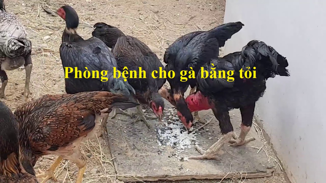 Phòng bệnh co gà bằng tỏi